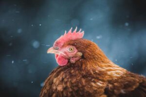 A chicken sits in the snow