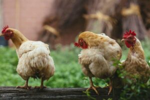 Three yellow chickens sit on a log in a backyard 