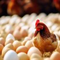 A chicken sitting among a large amount of freshly-hatched eggs.