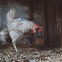 A white hen sits in a chicken coop