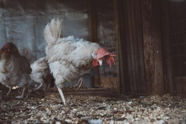 A white hen sits in a chicken coop