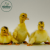 Silver Appleyard Duck - Image 2