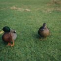 Two ducks walking in a backyard