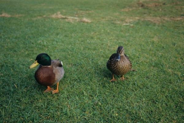 Two ducks walking in a backyard