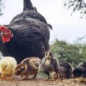 A chicken walks with some chicks and ducks