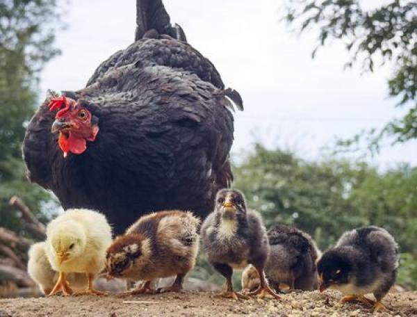A chicken walks with some chicks and ducks