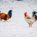 Two chickens standing the snow