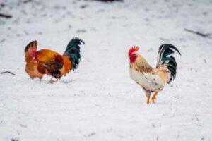 Two chickens standing the snow