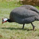 A guinea fowl walking around a backyard