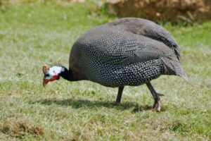 A guinea fowl walking around a backyard