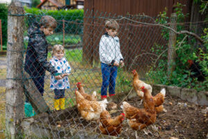 Three kids of varying ages feed a group of chickens