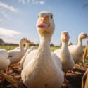 A group of ducks together in a backyard