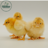 Buff Orpington Exhibition Type - Image 3