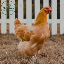 Buff Orpington
