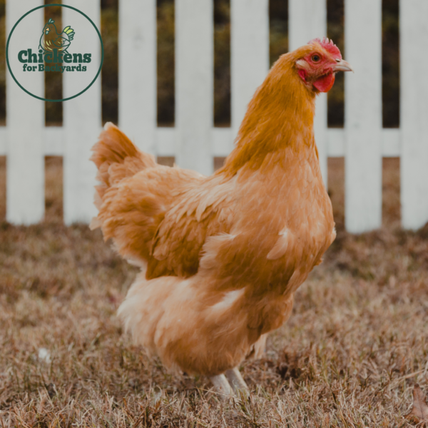 Buff Orpington