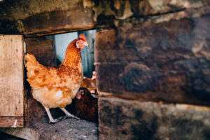 Chicken entering a coop