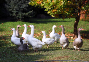 Peaceful autumn photo taken at the poultry farm in the countryside
