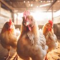 Three chickens inside a coop in the daytime with natural lighting. The chickens are looking directly at the camera.
