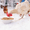 chicken eats feed and grain at an eco-poultry farm in winter, free-range chicken farm