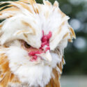 Buff Laced Polish chicken