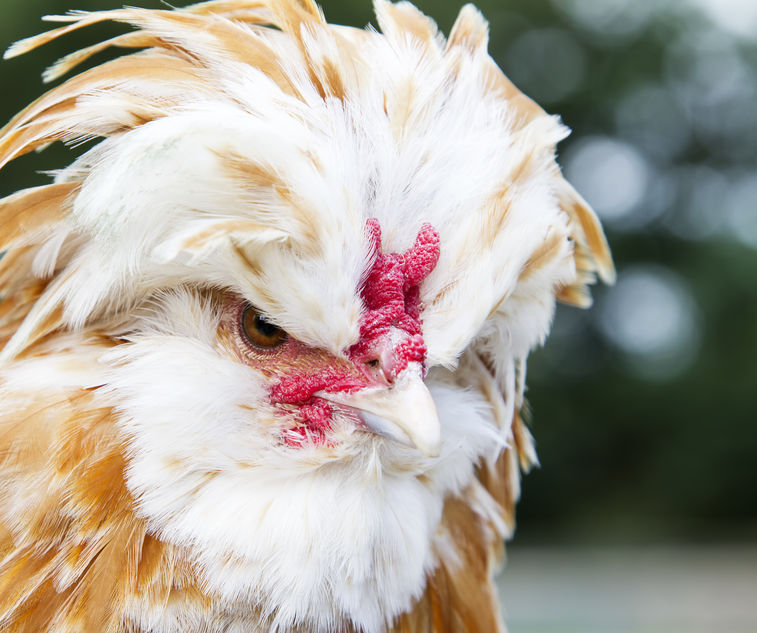 Buff Laced Polish chicken