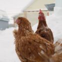 brown chicken on the farm in winter. In winter, two brown hens walk around the farm
