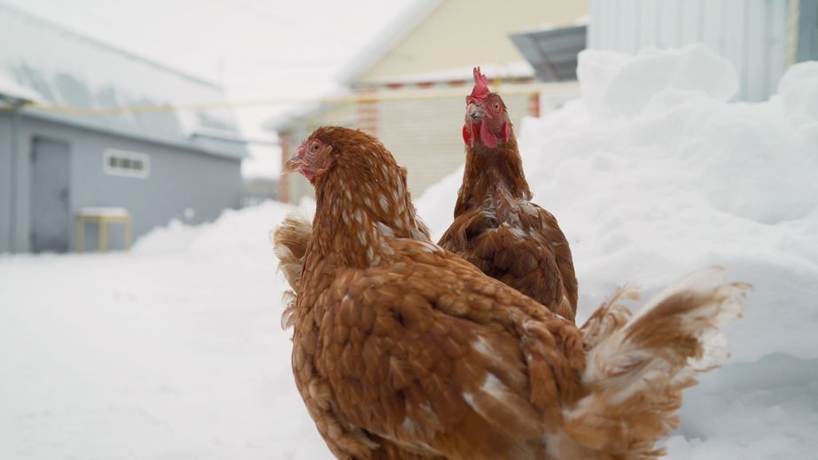 brown chicken on the farm in winter. In winter, two brown hens walk around the farm